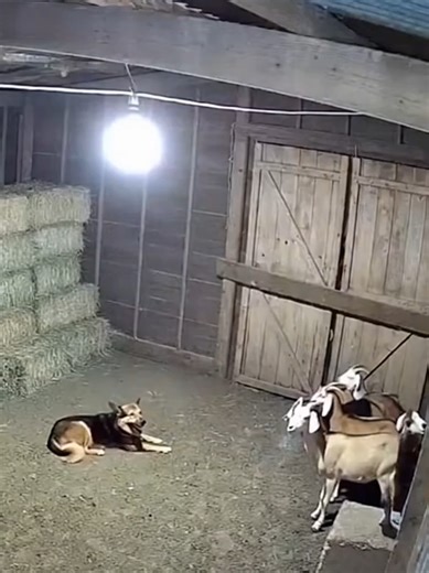 Farm Cam Live Stream