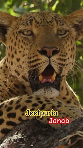 Tiger 🐯 #wildlife #animals #animallife #lion #youtubeshorts #tiger #nature #cat #foryou