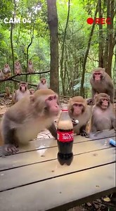 😂Monkey tries cola with mentos #funnyanimals
