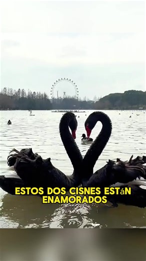 Exploring Homosexual Behavior in Swans