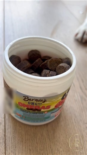 Bernie’s OMG! Omegas for Dogs 🦴 | The Secret to a Healthy, Shiny Coat & Happy Pup 🐕💫