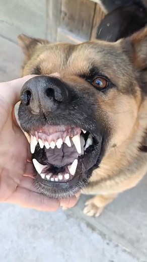 6.2K views · 114 reactions | Aggressive German Shepherd in Action | German shepherd community | Facebook
