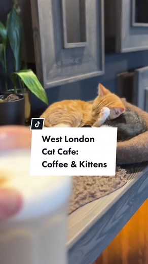 Discover Java Whiskers: West London's Cat Cafe Experience