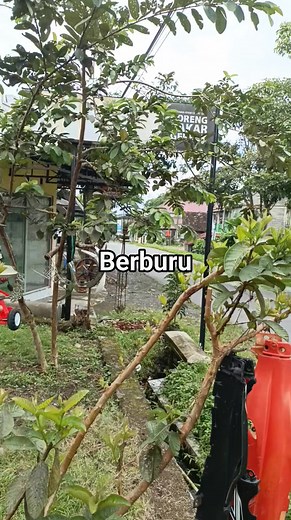 Berburu | Yex