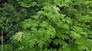 Poison plant Heracleum (Giant Hogweed, Cow Parsnip). Juice of it causes phytophotodermatitis in humans, resulting in blisters and long-lasting scars. Above dangerous plants