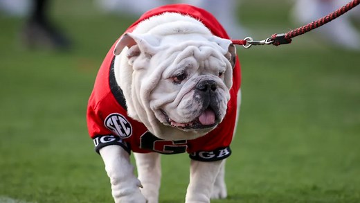 University of Georgia: Retired mascot Uga X has died