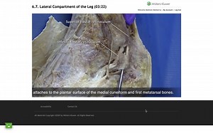 1.7K views · 16 reactions | Grant’s Dissection Videos: “the Grant’s...