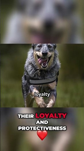 Why Are Australian Cattle Dogs So Loyal and Brave?