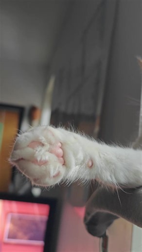 TOE BEANS #cat #catsoftiktok #fyp #cute #pet