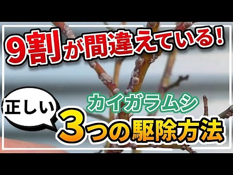 【カイガラムシ】９割が間違ってる？農薬散布時期と３つの対処法