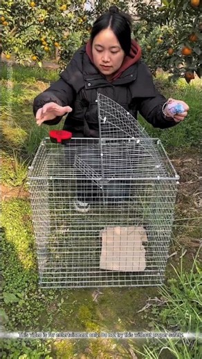 Smart Bird Trap Test Gone Perfect 🐦🪤