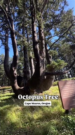🌲🐙 The Octopus Tree in Oceanside, Oregon isn’t your typical spruce — its trunk splits into