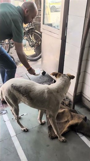 l#dog #streetdog #doglife #dogshorts