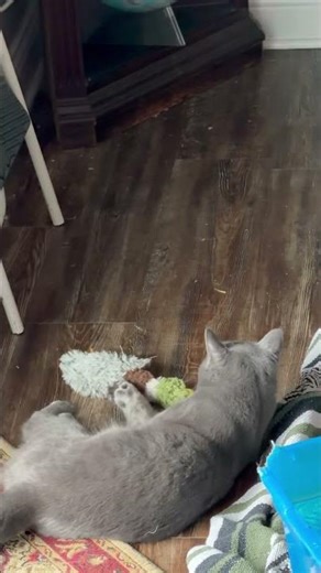 Oliver Fights His Duck #kitten