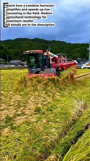 Modern Rice Harvesting: Faster and More Efficient with a Combine Harvester!