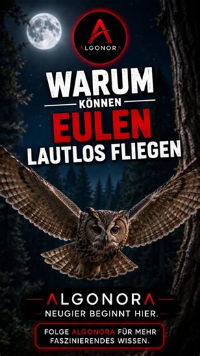 Warum können Eulen lautlos fliegen? 🦉 Das unglaubliche Geheimnis!