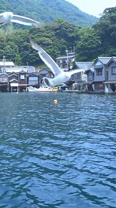 85K views · 3.8K reactions |  Kyoto, Japan ⛩️✨ The cultural heart...