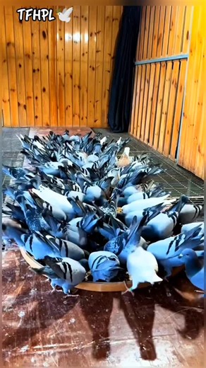 Topflight Racing Pigeon Loft on Instagram: "Racing Pigeon Team Feeding Time #feedtime #pigeon #racingpigeons #homerpigeon #homingpigeon"