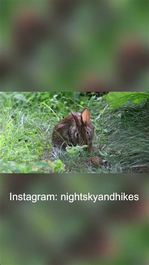 Epic Cottontail Bunny Rabbit Feasts: Watch This Adorable Grass-Grazing Adventure!