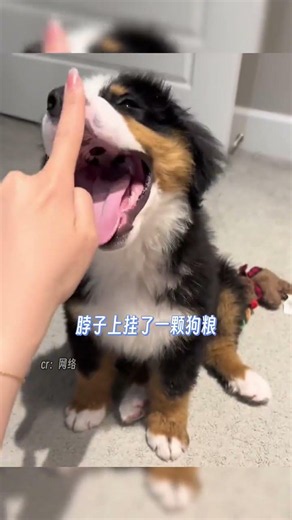 伯恩山就這樣爪子大大，脾氣小小 #伯恩山 #萌寵 #小狗 #寵物