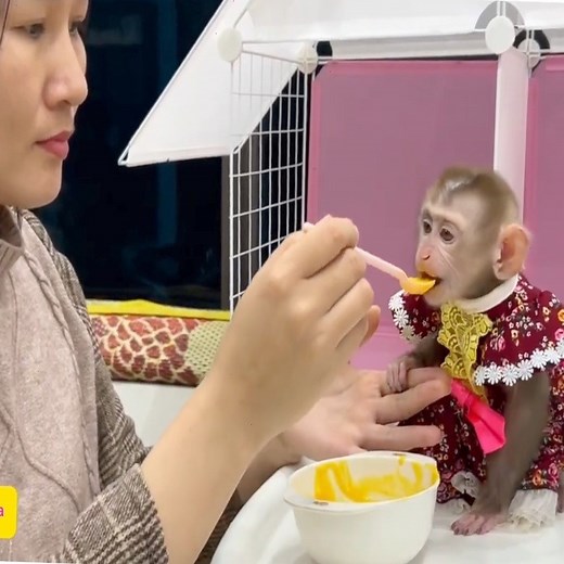 2.5K views · 84 reactions | Baby monkey Tina always clings to her mother while she is working, so cute! #reels #reelfb #funny #fyp #adorable #animal #monkey #babymonkey #MonkeyBaby #monkeys #animals | Slingshot ride | Facebook