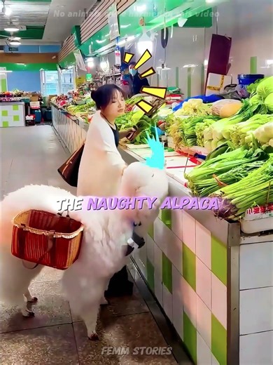 The Alpaca Who Wanted Every Vegetable