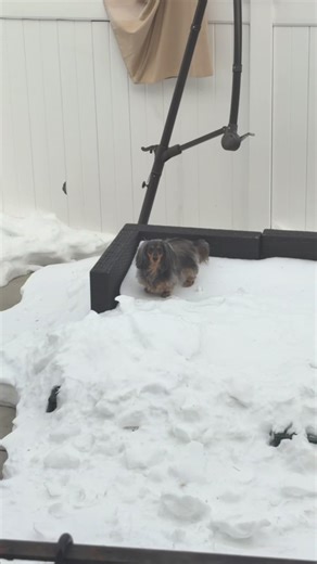 Queen of the North: Adorable Mini Dachshund in the Snow