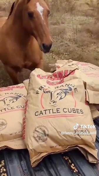 Animals compilation 🥰😘❤️💕😍🤪 #animals