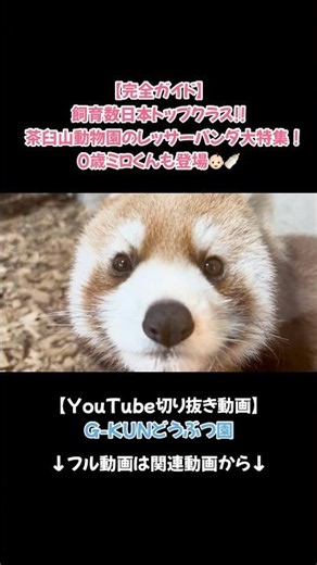 The Red Panda Forest with one of the largest populations in Japan was more incredible than I imag...