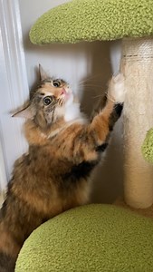 Have you noticed this behavior in cats? Cats may not speak, but their actions can be louder than words! Follow @mika.and.mocha for daily cute cat content. #catbehavior #whycatsscratch #nervouscat #catmood #catparent #catsofinstagram #rescuecat #mikaandmocha #mikathetabby #tabbycatlife #petbehavior #catmomlife #funnycats #catfacts | Mika and Mocha