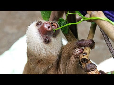 A sloth's search for a mate | Slowest Mammal | Love Nature