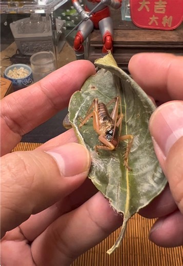 Is it hibernating? (Indoor temperature: 26°C) Credit:蜕变 Pure Organism is dedicated to documenting the primal forms of life on Earth with an objective and detached perspective. #insect #Animals #Creatures #Wildlife #nature