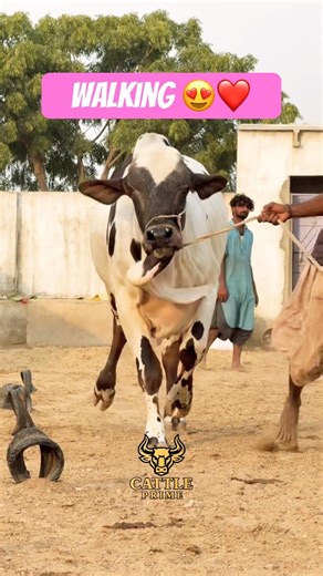 Karachi Cow Mandi | Palla Cattle Farm #short #shorts #ytshorts #shortvideo #shortsfeed #cow