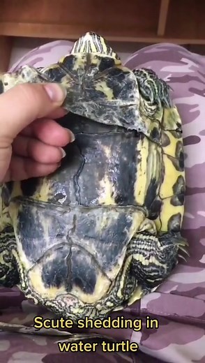 Red Eared Slider Shedding Scutes