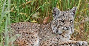 En Floride, un lynx décapite un python géant de 52 kg