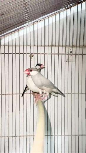 #javafinch🕊️ #birds #finches