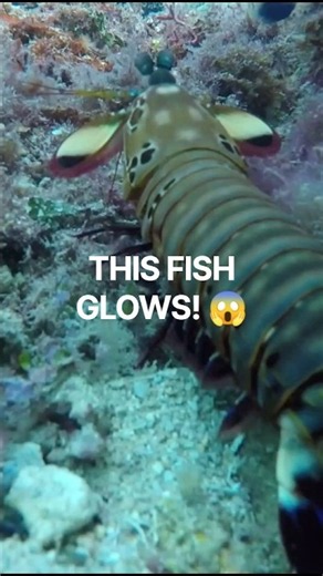 This Fish Can Create Its Own Light! 🐟😱