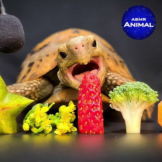ASMR Cute Turtle Tortoise Eating Food Mukbang 먹방 🐢129 | Animal ASMR #turtle #tortoise #asmr #mukbang #food #eating