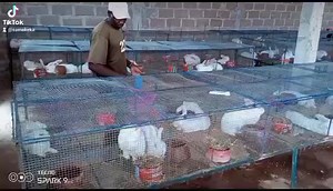 6.5K views · 89 reactions | Gagner des millions grâce à l'élevage de...