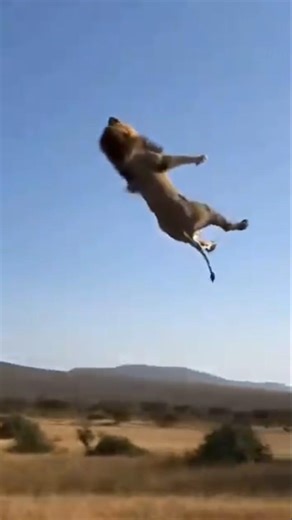 Rhino RAMS Lion - SAVES Baby!코뿔소가 새끼 구조 サイが赤ちゃん救出#rhino#wildliferescue#wildlife#lion