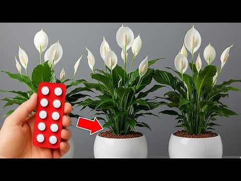 🌸Just 1 pill makes so many flowers explode (3 secrets)