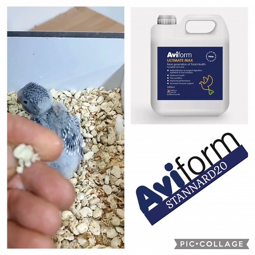 Let’s Talk Shite Some may say talking shite comes easy to me 😆 and maybe they’re right. In the video below you’ll see a view of one of my nest boxes. They all look very similar, and I hasten to add they are not dirty. They are completely dry, I clean mine regularly, about once a week. Having a dishwasher in the bird room certainly helps. With 88 breeding cages, I like to stay on top of hygiene. As you can see, the droppings are a good, healthy colour — no green, no wet patches, no damp boxes in