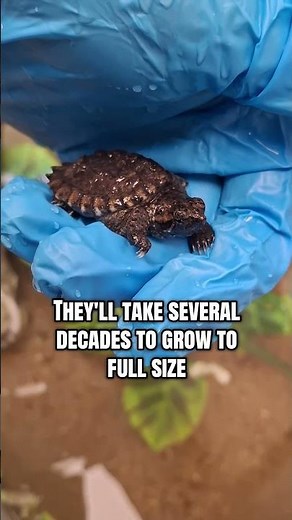 Baby Snapping Turtle Update! Part 4!