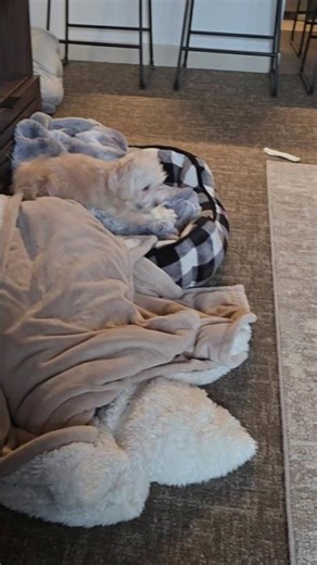 Frank and Beans. #zoomies then a nap.