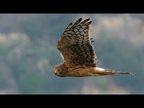Hawk of the Marshlands - Northern Harrier (Marsh Hawk)