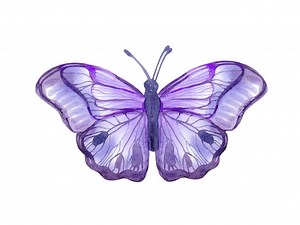 Butterfly Puzzle
