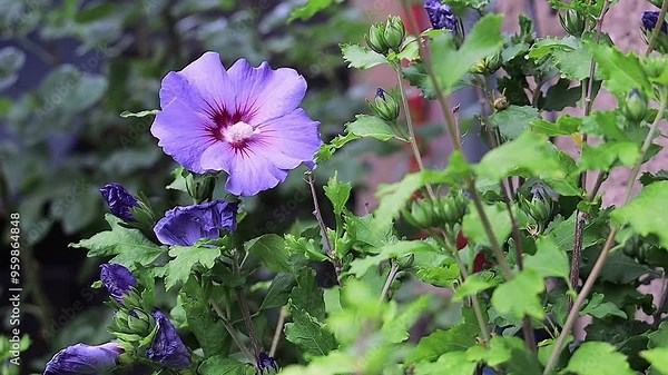 Beautiful hibiscus bush with blue flowers blooms in the garden.