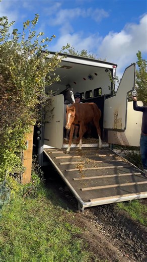 Friends for life do we think? 🧡 Ermitage Kalone x Obos Quality 🖤 Class Act x Diamant de Semilly | Clarke Showjumping