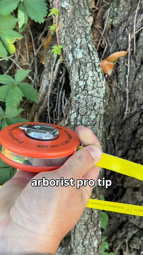 1.5K views · 11 reactions | have you ever maxed out a @forestrysuppliers d-tape? we use these to measure the diameter of large trees for various purposes (development, protection specifications, treatment, etc). pro tip is to carry TWO d-tapes at all times. in case you lose one but also in case you need two on a big tree because one is maxed out! | chingosoftrees | Facebook