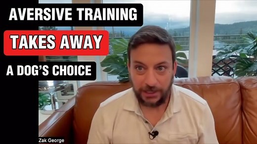 6.8K views · 121 reactions | Why does CHOICE matter in dog training?...